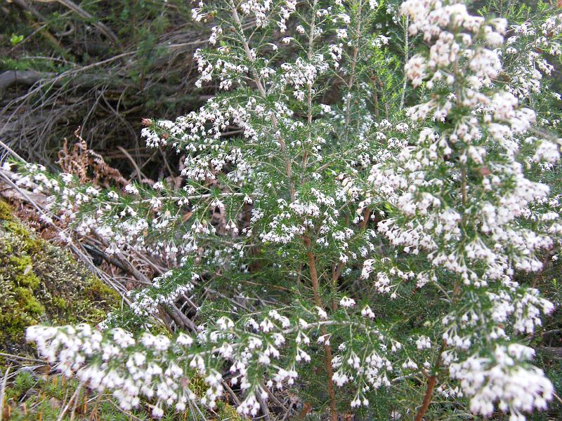 Urze-molar ou Betouro (Erica arborea).JPG